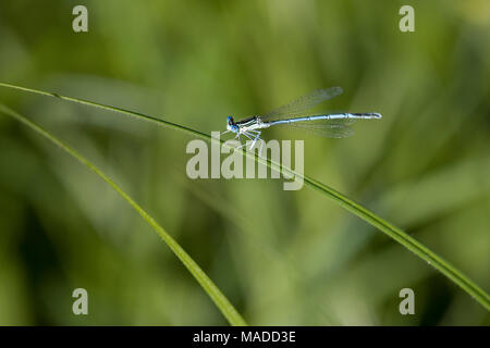 Blue tail damsel fly (Ischnura heterosticta) at rest on a blade of grass, Frontenaud, Bourgogne, France Stock Photo