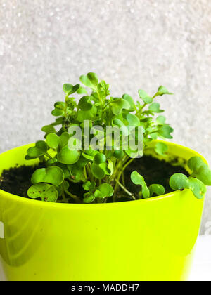 Young shoots of leaf mustard in pot. Studio Photo