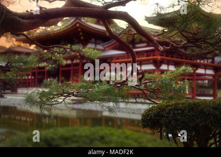 License available at MaximImages.com Jodo-shiki garden with a pond in front of Phoenix Hall, Hoodo, of Byodo-in with pine tree branches Japan Kyoto Stock Photo