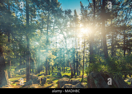 Sun rays shining through Mount Crawford Forest trees on a day, South Australia Stock Photo