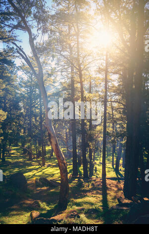 Sun rays shining through Mount Crawford Forest trees on a day, South Australia Stock Photo