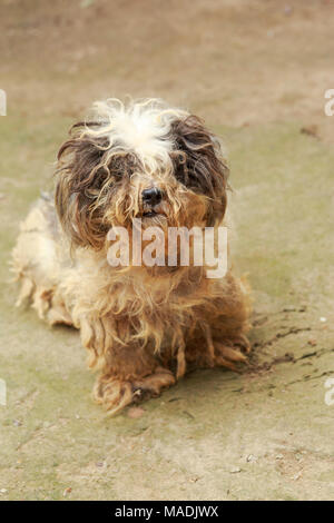 Cute havanese puppy looks dirty but happy, lay down on ground Stock Photo