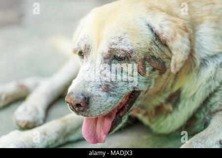 Old Labrador Stock Photo