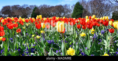 Tulips in Spring time at the park. Stock Photo