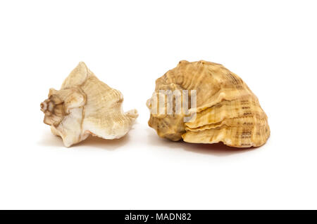 Two seashells isolated on a white background isolated Stock Photo