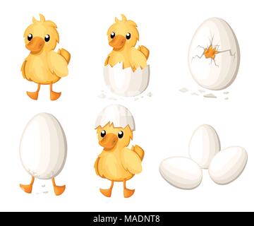 Set of duckling hatch from the egg. Cute duckling in cartoon style. Vector illustration isolated on white background. Website page and mobile app desi Stock Vector