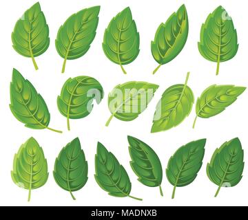 Set of green leaves. Various shapes of leaves of trees and plants. Floral, foliage design elements. Vector illustration isolated on white background.  Stock Vector