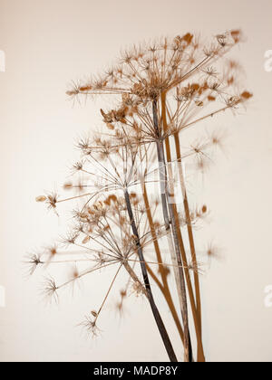 dead plant tree stem on white background shadow ornament pretty; essex; england; uk Stock Photo