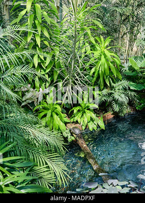 Red-eared slider turtle, trachemys scripta elegans, sunning on a log in a simulated habitat. Stock Photo