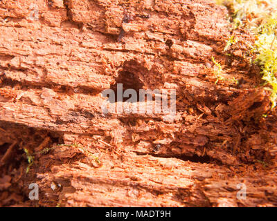 close up of soft brown old rotten cracked wood tree fallen macro; essex; england; uk Stock Photo