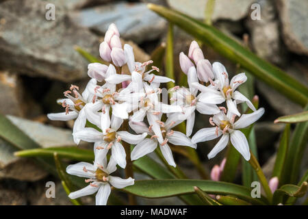 Scilla bifolia ' Rosea ', Alpine squill Rockery, Spring, Flower Stock Photo