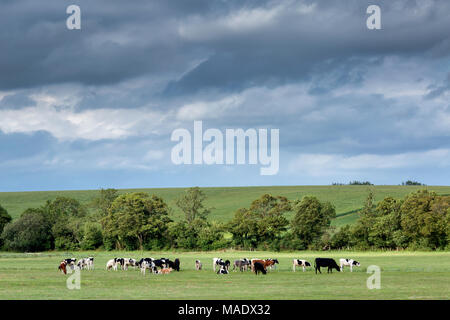 A field of cows grazing on pasture in the Arun Valley near Amberley, West Sussex, UK. Stock Photo