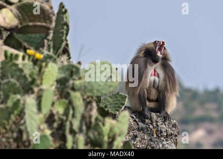 male Gelada Baboon (Theropithecus gelada), Debre Libanos Stock Photo