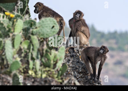 females Gelada Baboons (Theropithecus gelada), Debre Libanos, Ethiopia Stock Photo