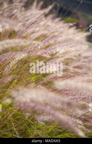 flora of Gran Canaria -  Pennisetum setaceum or cattail grass, invasive species on Canary Islands Stock Photo