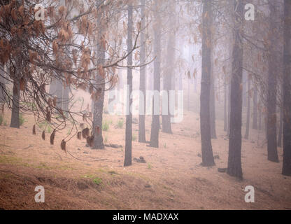 Gran Canaria, March 2018, Las Cumbres - the highest areas of the island, affected by wildfire of last year, black pine tree trunks Stock Photo
