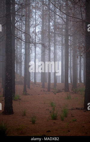 Gran Canaria, March 2018, Las Cumbres - the highest areas of the island, affected by wildfire of last year, black pine tree trunks Stock Photo