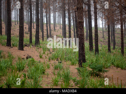 Gran Canaria, March 2018, Las Cumbres - the highest areas of the island, affected by wildfire of last year, black pine tree trunks Stock Photo