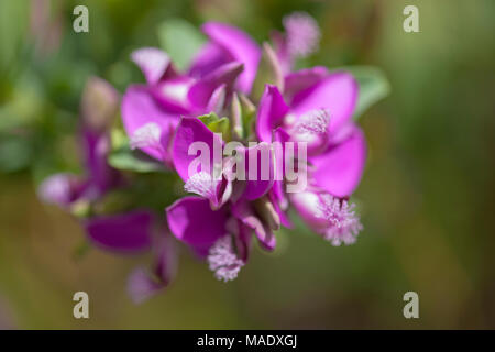 Magenta flowers of Polygala myrtifolia,   myrtle-leaf milkwort, background Stock Photo