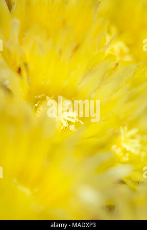 yellow flowers of Ferocactus glaucescens, barrel cactus,  background Stock Photo