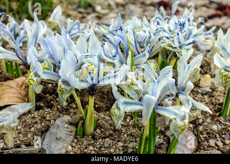 Iris reticulata 'Katharine Hodgkin' group of dwarf plants Irises Stock Photo