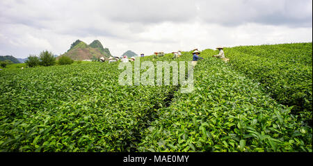 Moc Chau, Vietnam - May 26, 2016. Farmers working on tea field in Moc Chau, Vietnam. Moc Chau Plateau is known as one of the most attractive tourists  Stock Photo