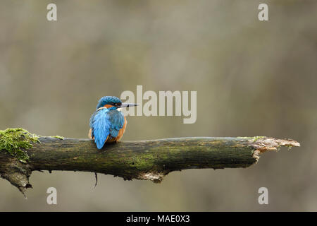 Eurasian Kingfisher / Eisvogel  ( Alcedo atthis ), male bird, perched on a branch, watching aside, on distance,  backside view, wildlife, Europe. Stock Photo