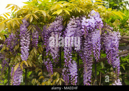 Spring concept. Beautiful purple wisteria flowers growing on metal fence. Stock Photo