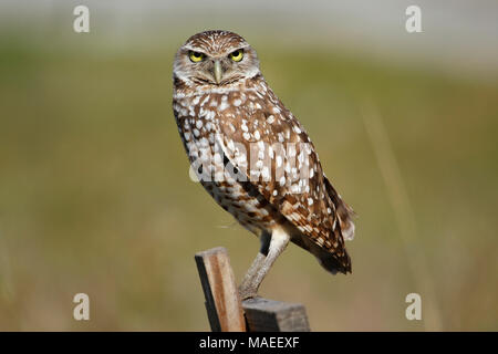 Burrowing Owl (Athene cunicularia) sitting on a wooden pole Stock Photo
