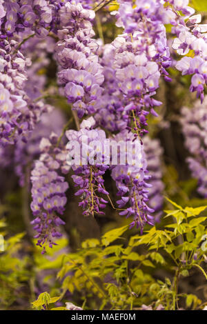 Spring concept. Beautiful blooming purple wisteria flowers. Shot with shallow depth of field. Vertical composition. Stock Photo