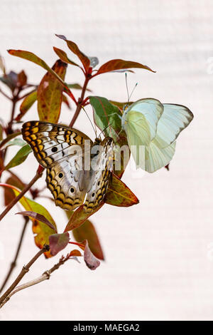 White Peacock and Great Southern White butterflies together on a branch, in Arizona's Sonoran desert. Stock Photo