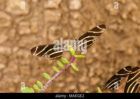 Two Zebra Longwing butterflies on same branch facing each other and "holding hands". in Arizona's Sonoran desert. . Stock Photo