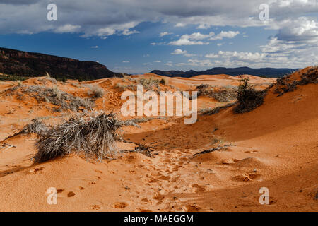 Utah's coral pink sand dunes at sunset. Footsteps lead off into the distance. Stock Photo