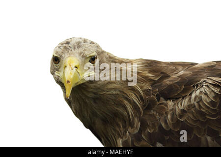 close up of white tailed eagle isolated over white background ( Haliaeetus albicilla ) Stock Photo
