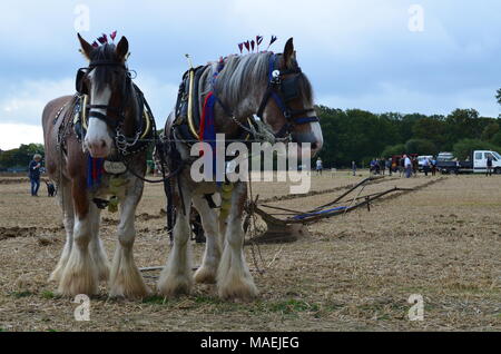 Shire horse ploughing team. Stock Photo