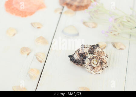 blurred image of seashells on wooden background.Travel background Stock Photo