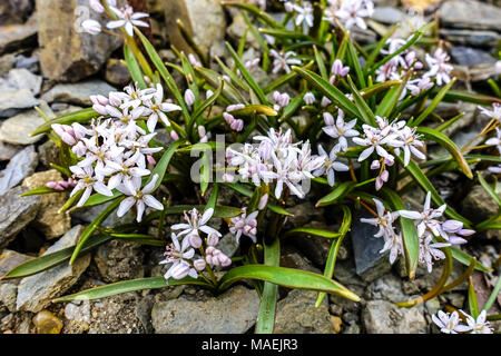 Scilla bifolia ' Rosea ', Alpine squill Stock Photo