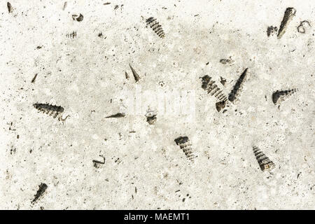Fossil imprint of conical sea shells in limestone rock used to build palaces and houses in France. Stock Photo
