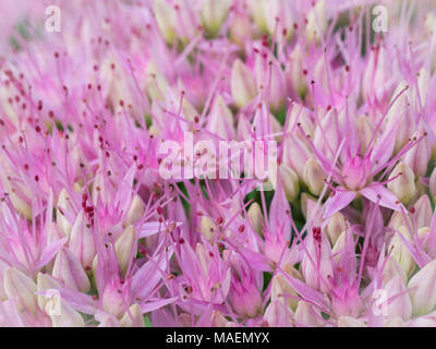 Autumn Joy Sedum flower in bloom Stock Photo