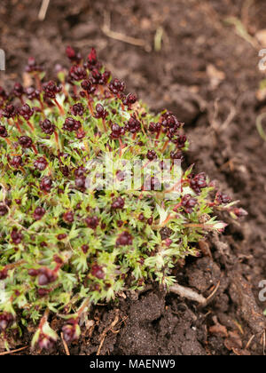 Red saxifraga arendsii in a garden in early spring. Stock Photo