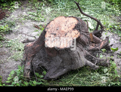On the ground is uprooted stump with roots. Stock Photo