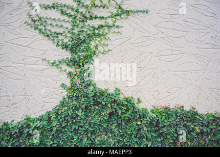 Green tree wall for closeup textured background pattern Stock Photo