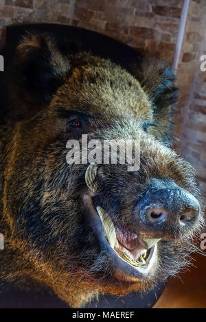 wild boar head with tusks mounted on board, hunting trophy Stock Photo