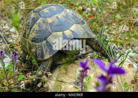Common Tortoise (Testudo graeca) Greek tortoise, or spur-thighed tortoise amongs tgrass and flowers Stock Photo