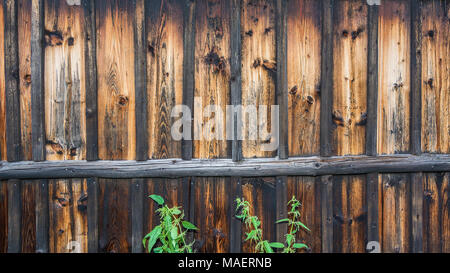 Vintage wood wall and spring nettles. Old weathered fence with patina. Brown striped texture. Faded planks, knots and green plants as retro background. Stock Photo