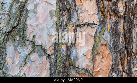 Close-up of flaky pine bark texture. Pinus. Beautiful decorative background from the scaly cracked trunk of an old conifer with traces of green moss. Stock Photo
