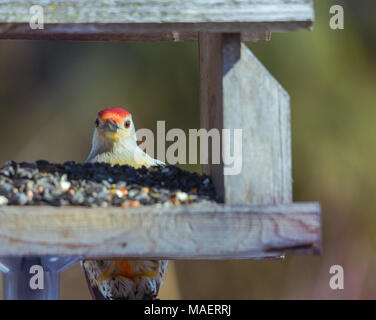 Red bellied male woodpecker at sunflower feeder. horizontal image with background intentional out of focus in soft neutral colors.