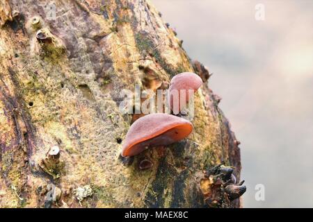 Fungi growing on a tree Stock Photo