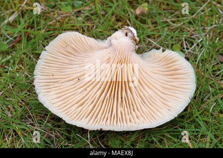 Close up image of the underside of a mushroom showing beautiful pattern of lines Stock Photo