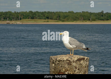 Yellow-legged gull sitting on a concrete mooring bollard, with the Baltic sea and shore with trees in the background, selective focus Stock Photo
